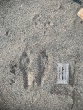 Springhare Tracks