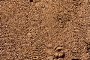 Aardvark tracks