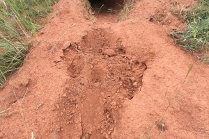 Aardvark tracks and signs