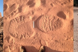elephant tracks