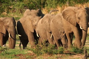 elephant herd