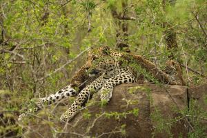 Female leopard with cubs