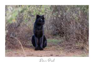 Black leopard