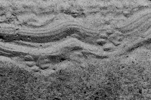 leopard tracks and signs
