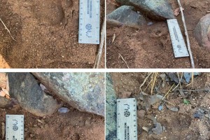 leopard tracks