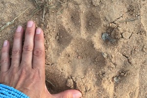 leopard track