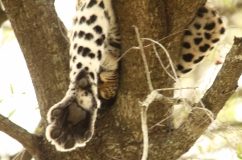 leopard foot