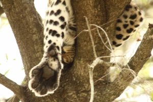 leopard foot