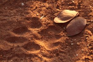 leopard track