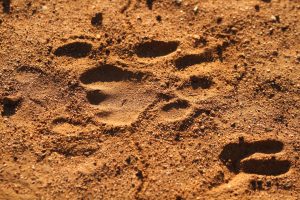 leopard tracks