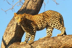 male leopard