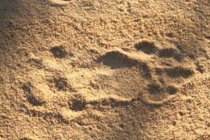 African lions, tracks