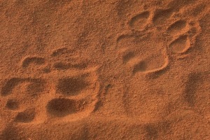 African lions, tracks