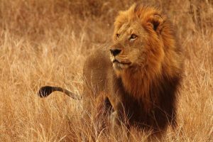 male African lion