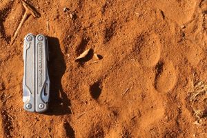 African lions, tracks