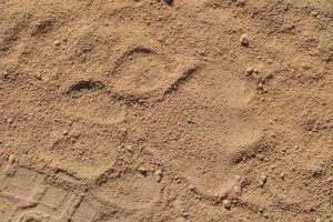 African lions, tracks