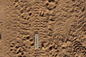 African lions, tracks, spotted hyena