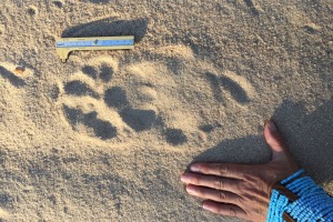 African lions, tracks