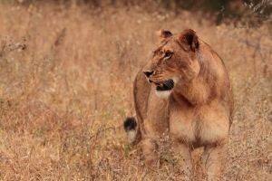 female African lion, lioness