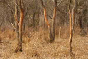 African Cape buffalo signs