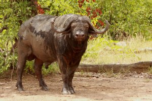 African Cape buffalo bull