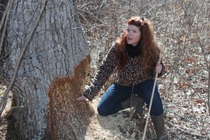 American Beaver signs