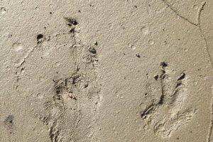 American Beaver tracks