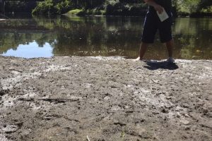 American Beaver tracks