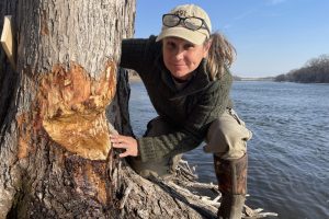 American Beaver signs