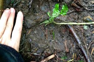 Black Bear tracks