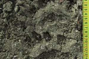 Black Bear tracks