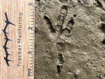 American Crow track