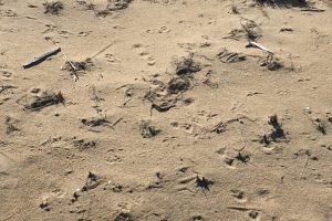 American Crow tracks