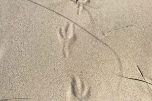 American Crow tracks