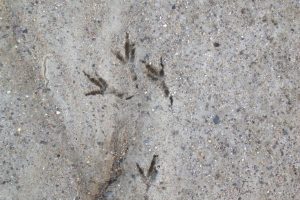 American Crow tracks