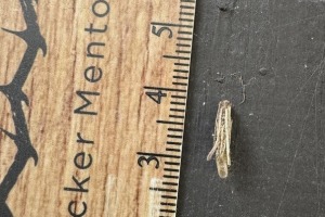 caterpillar or moth signs