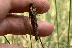 caterpillar or moth signs