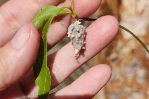 caterpillar or moth signs