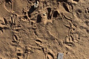 black rhinoceros tracks
