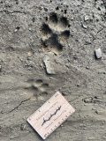 Coyote and Bobcat tracks