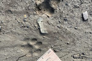 Coyote and Bobcat tracks