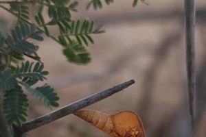 Broad-bordered Grass Yellow Butterfly Chrysalis