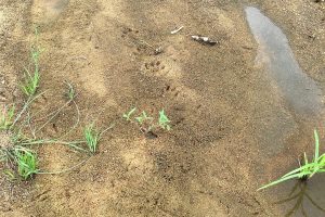 tracking Cape clawless otters
