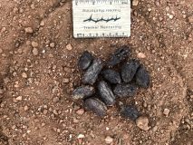 Cape ;porcupine scat