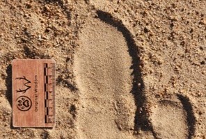 Common Ostrich Track