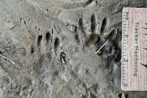 raccoon tracks