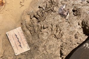 raccoon tracks