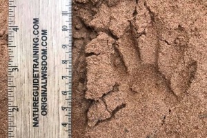 raccoon tracks