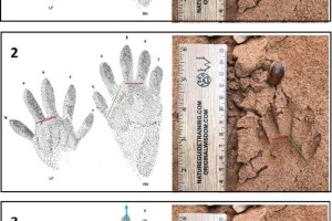raccoon tracks