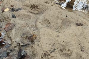 raccoon tracks